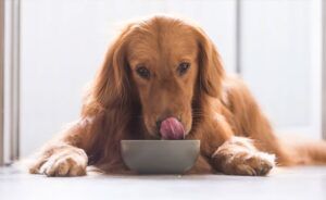 Liquid Glucosamine Dosage Info fFor Dogs
