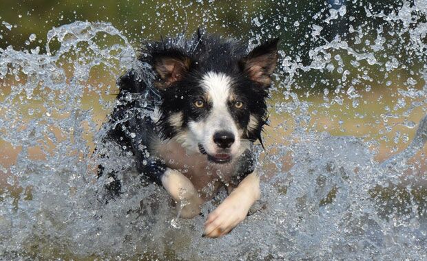 glucosamine-for-dogs-img03 Benefits of Glucosamine for Dogs