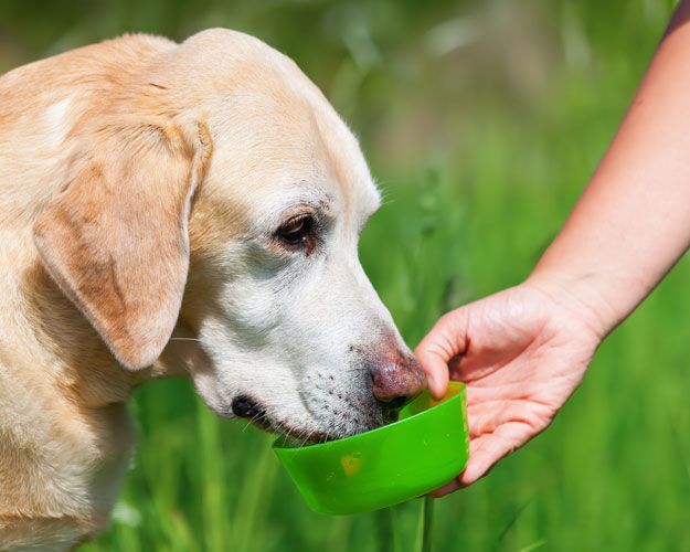 Omega and Glucosamine for Pets