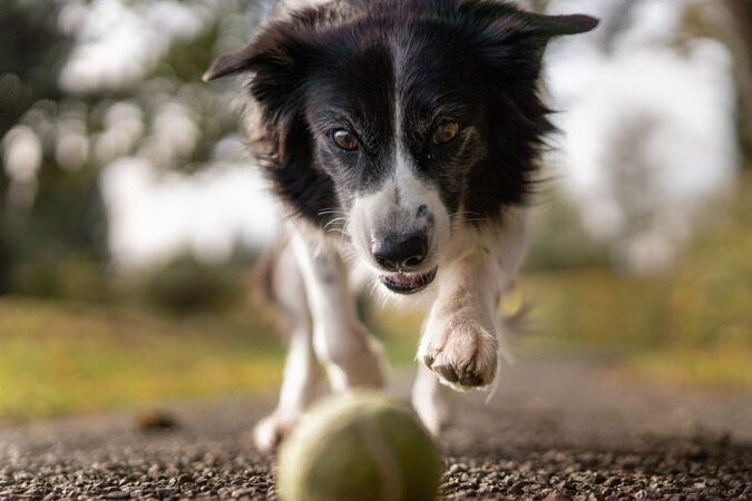 Why Synflex is Best Glucosamine For Dogs
