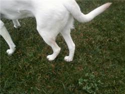 Dogs will stand with their hind legs close together to help compensate for hip dysplasia.