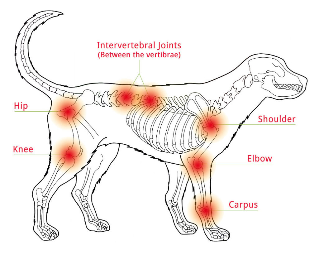Joint Problem Areas in Dogs