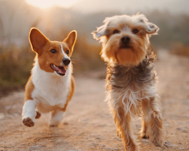 Glucosamine Chondroitin for Dogs