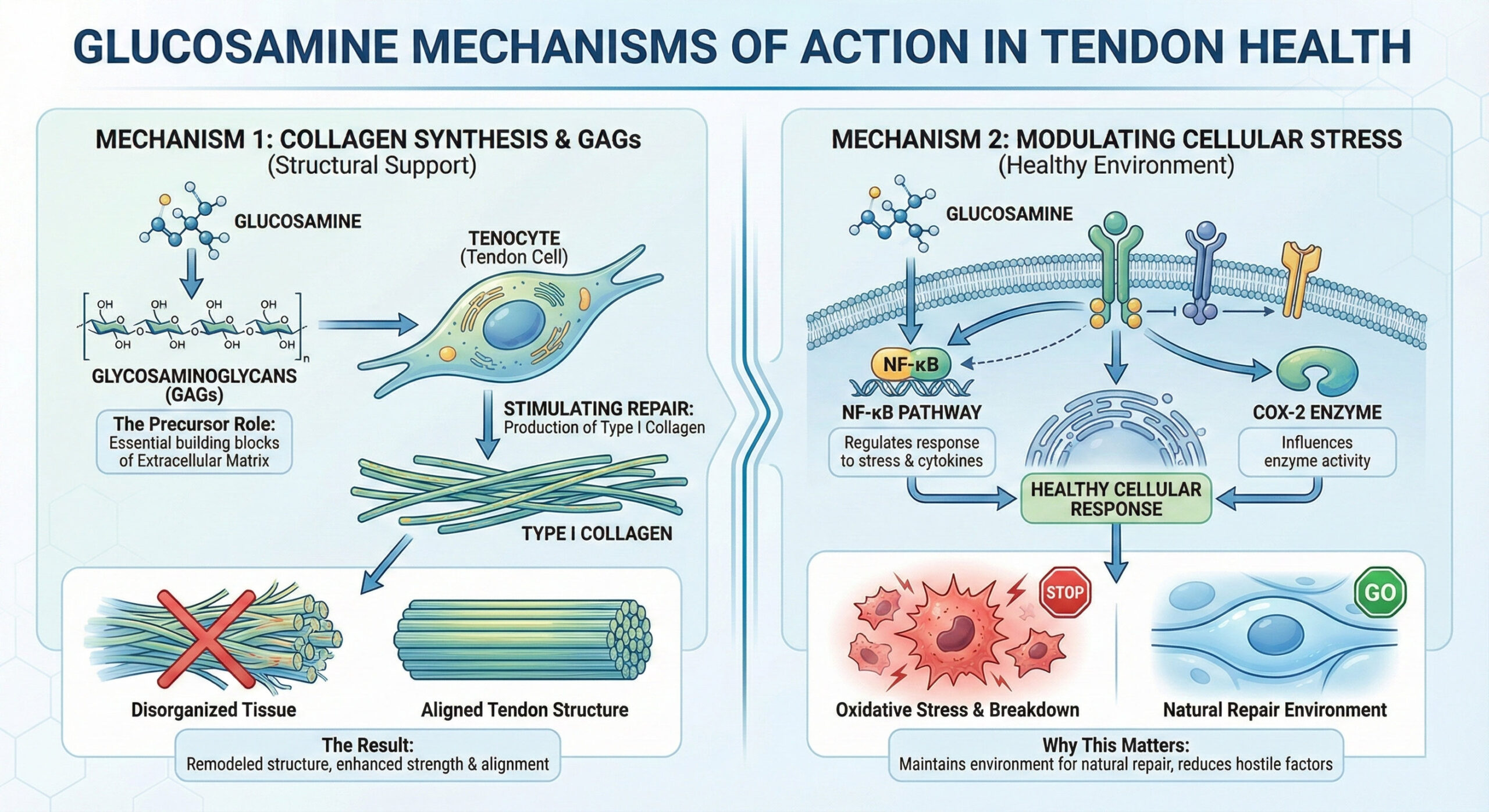 An infographic illustrating how glucosamine supports tendon health through two mechanisms: promoting collagen synthesis for structural repair and modulating cellular stress pathways like NF-κB to maintain a healthy environment.